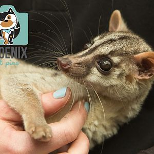 Banded Palm Civet