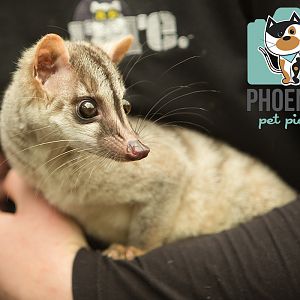 Banded Palm Civet