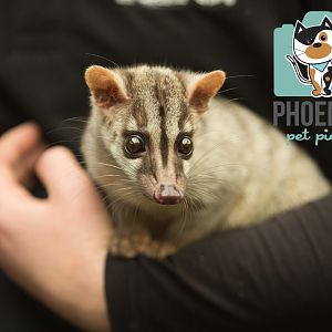 Banded Palm Civet