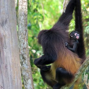 Baby Spider Monkey Born in Aluxes