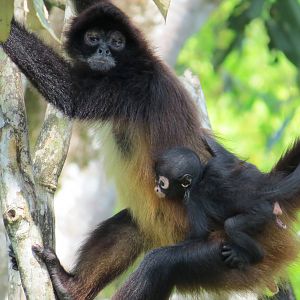 Baby Spider Monkey Born in Aluxes