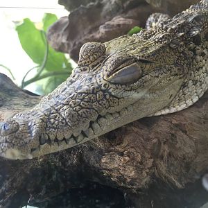 Adorable Baby crocodrile