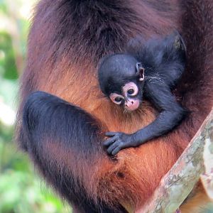 Baby Spider Monkey Born in Aluxes