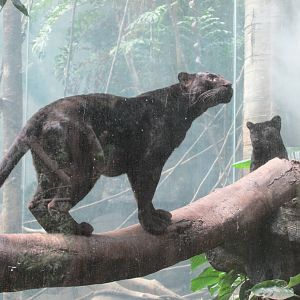 black leopard bronx zoo easter 2015