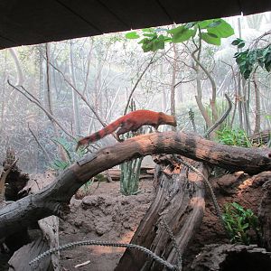 Ring Tailed Mongoose exhibit Bronx Zoo