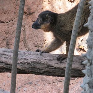 collared lemur bronx zoo