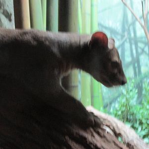 fossa bronx zoo