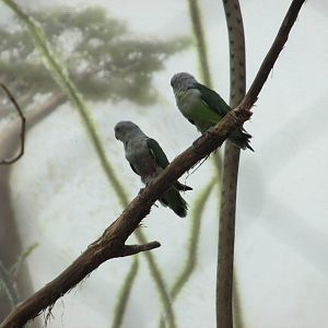 grey headed lovebirds bronx zoo