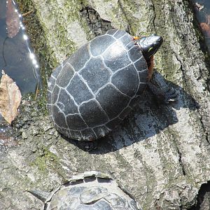 eastern painted turtle bronx zoo