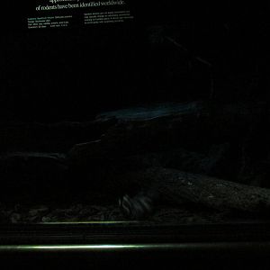 spotted skunk exhibit bronx zoo