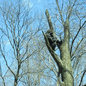 Gorilla Bronx Zoo Easter 2015