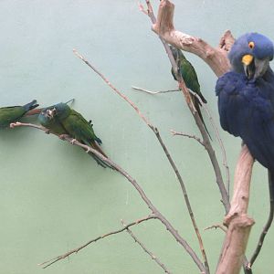 hyacinth and blue headed macaws bronx zoo