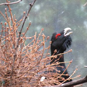 capericaillie bronx zoo