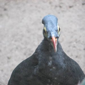 maleo bronx zoo