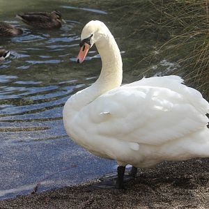 Mute Swan, Rainbow Springs