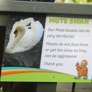 Mute Swan signwork, Rainbow Springs