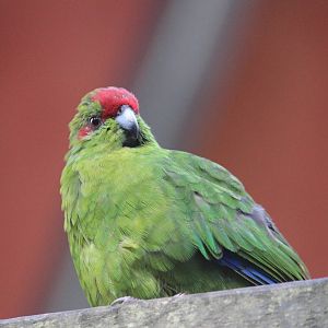 Red-crowned Kakariki, Rainbow Springs