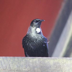 Tui, Rainbow Springs