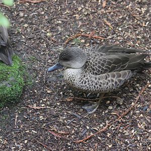 Grey Teal, Rainbow Springs