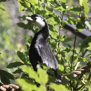 Little Shag, Rainbow Springs