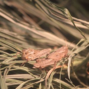 Migratory Locusts, Rainbow Springs