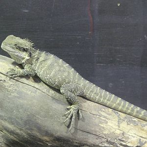 Eastern Water Dragon, Rainbow Springs