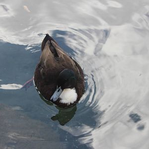 Domestic Mallard, Rainbow Springs