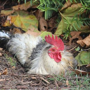 Domestic Fowl, Rainbow Springs
