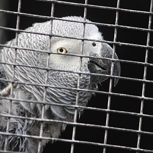 'Congo' African Grey Parrot, Rainbow Springs