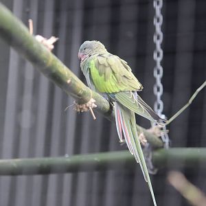 Princess Parrot, Rainbow Springs