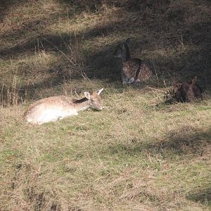 Fallow Deer, Skyline Rotorua