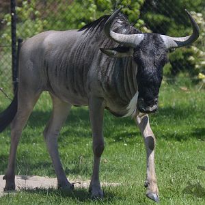 Blue wildebeest