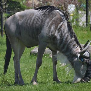 Blue wildebeest