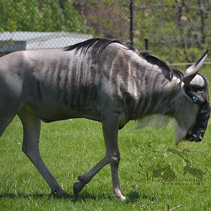 Blue wildebeest
