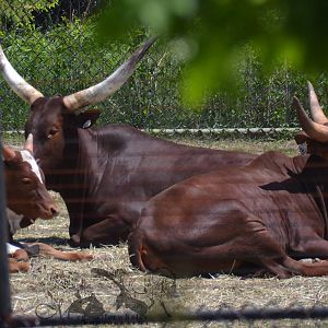Watusi