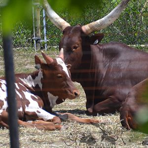 Watusi