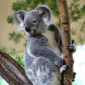 Australian Outback - Koala house