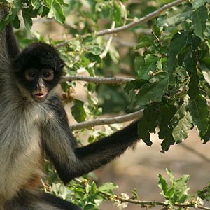 Spider monkey