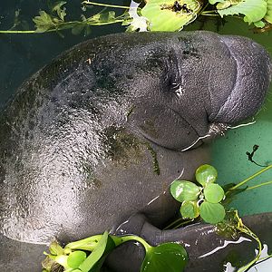Baby rescue manatee