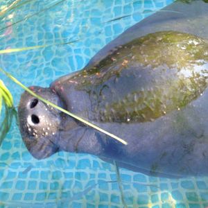 Adorable baby manatee