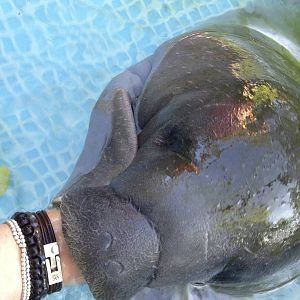 Baby manatee. Rescue