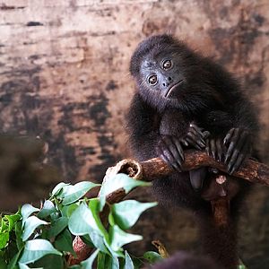Frida, rescue howler monkey