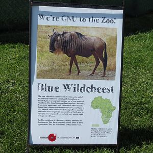 Blue Wildebeest