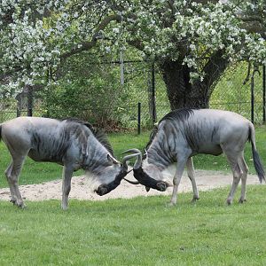 Blue Wildebeest