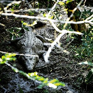 Crocodrile