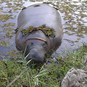 Big Lovely Manatee