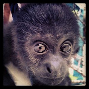 Kahina, Baby howler monkey