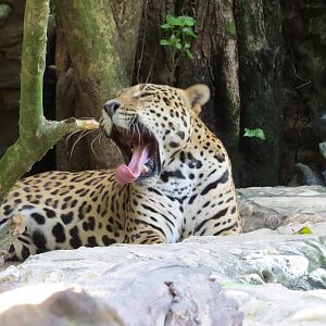 Sleepy Jaguar