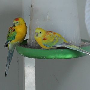 Woodham Park aviary, Christchurch