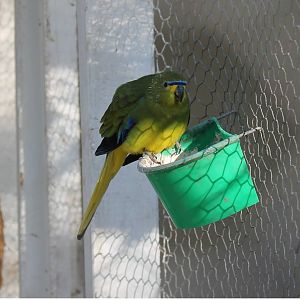 Woodham Park aviary, Christchurch